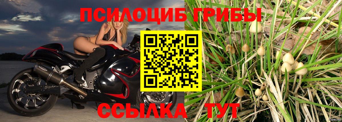 Псилоцибиновые грибы ЛСД  магазин продажи   Вход с VPN  Будённовск  Псилоцибиновые грибы Cubensis 
